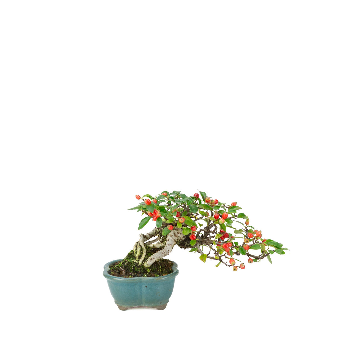Cotoneaster horizontalis (Dwergmispel) blauwe lotus pot, hoogte ~15cm