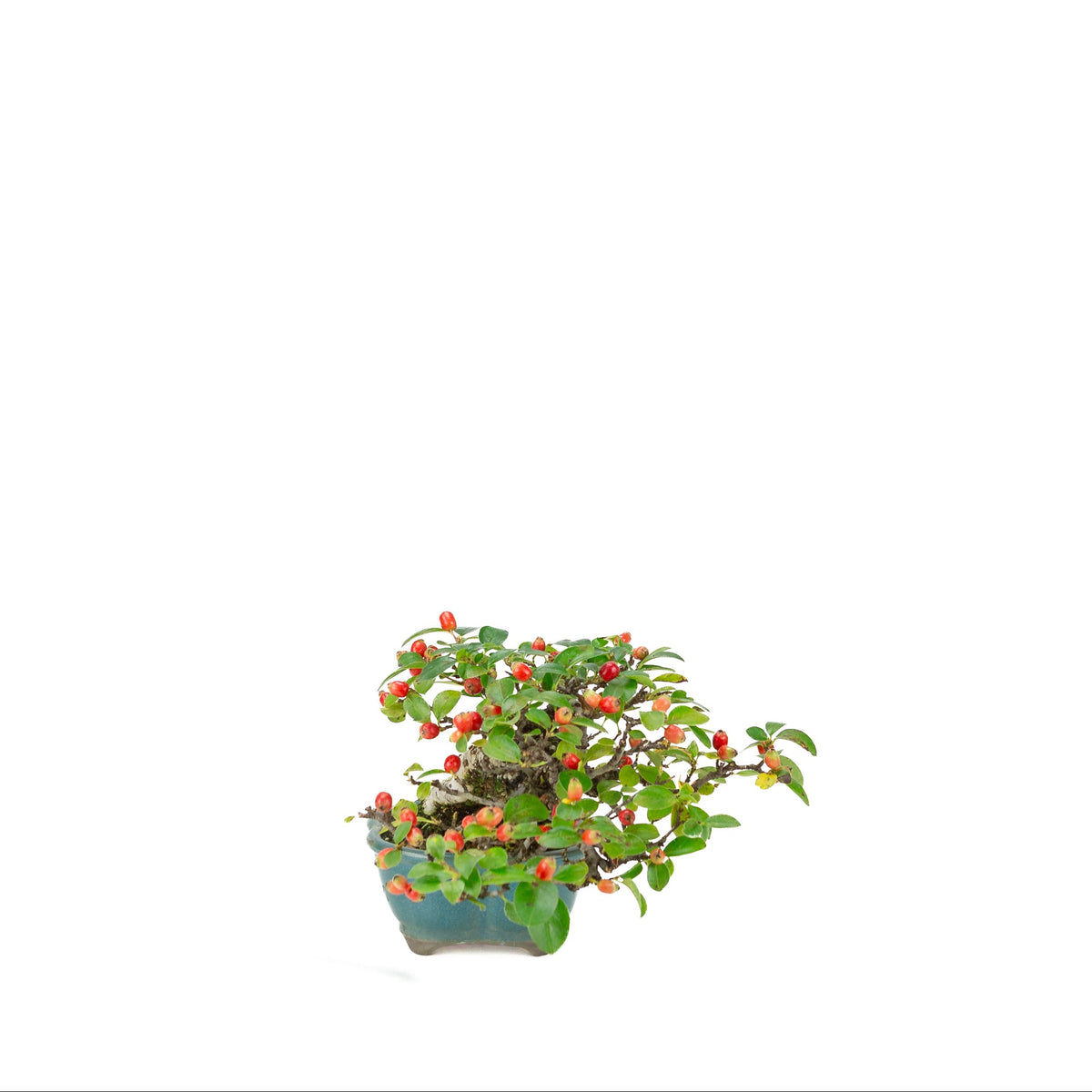 Cotoneaster horizontalis (Dwergmispel) blauwe lotus pot, hoogte ~15cm