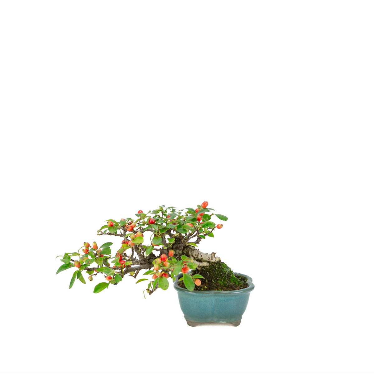 Cotoneaster horizontalis (Dwergmispel) blauwe lotus pot, hoogte ~15cm