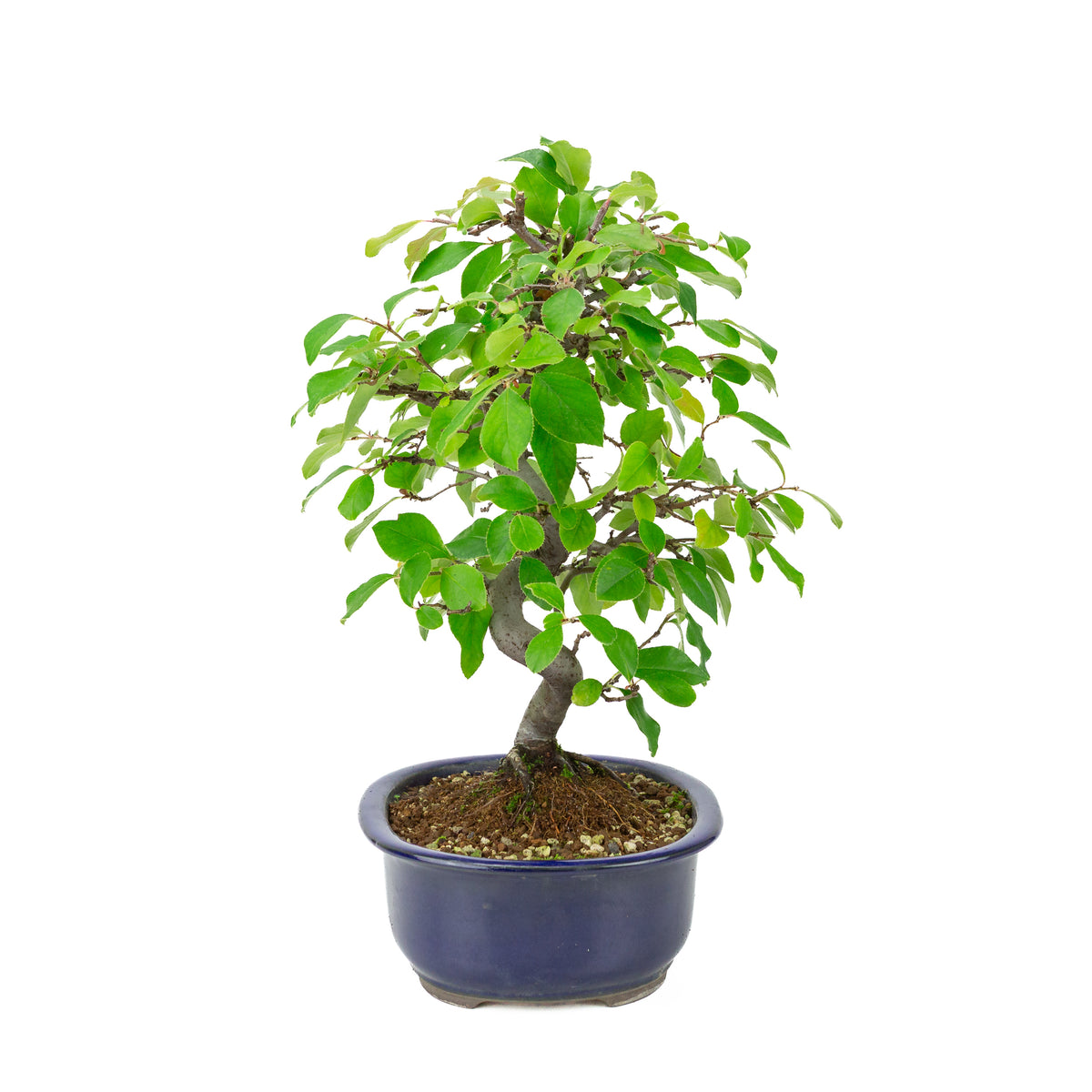 Chaenomeles sinensis (Chinese kwee) blauwe ovale pot, hoogte ~41 cm