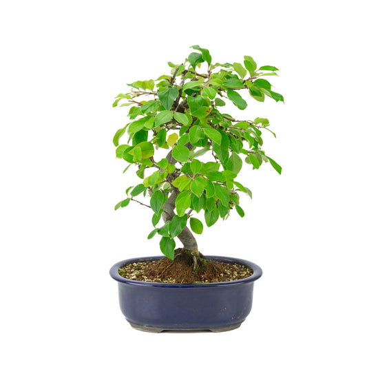 Chaenomeles sinensis (Chinese quince) blue oval pot, height ~41 cm