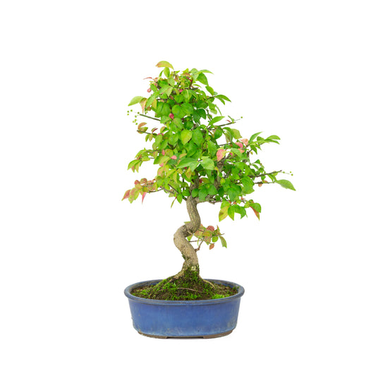 Euonymus alatus (Cardinal's Cap) blue oval pot, height ~40cm