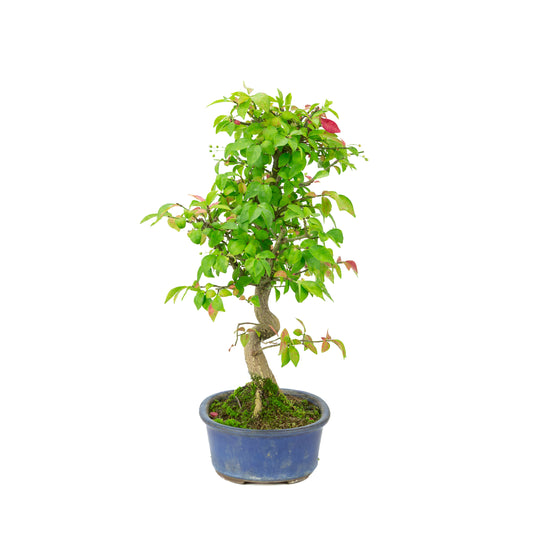 Euonymus alatus (Cardinal's Cap) blue oval pot, height ~40cm