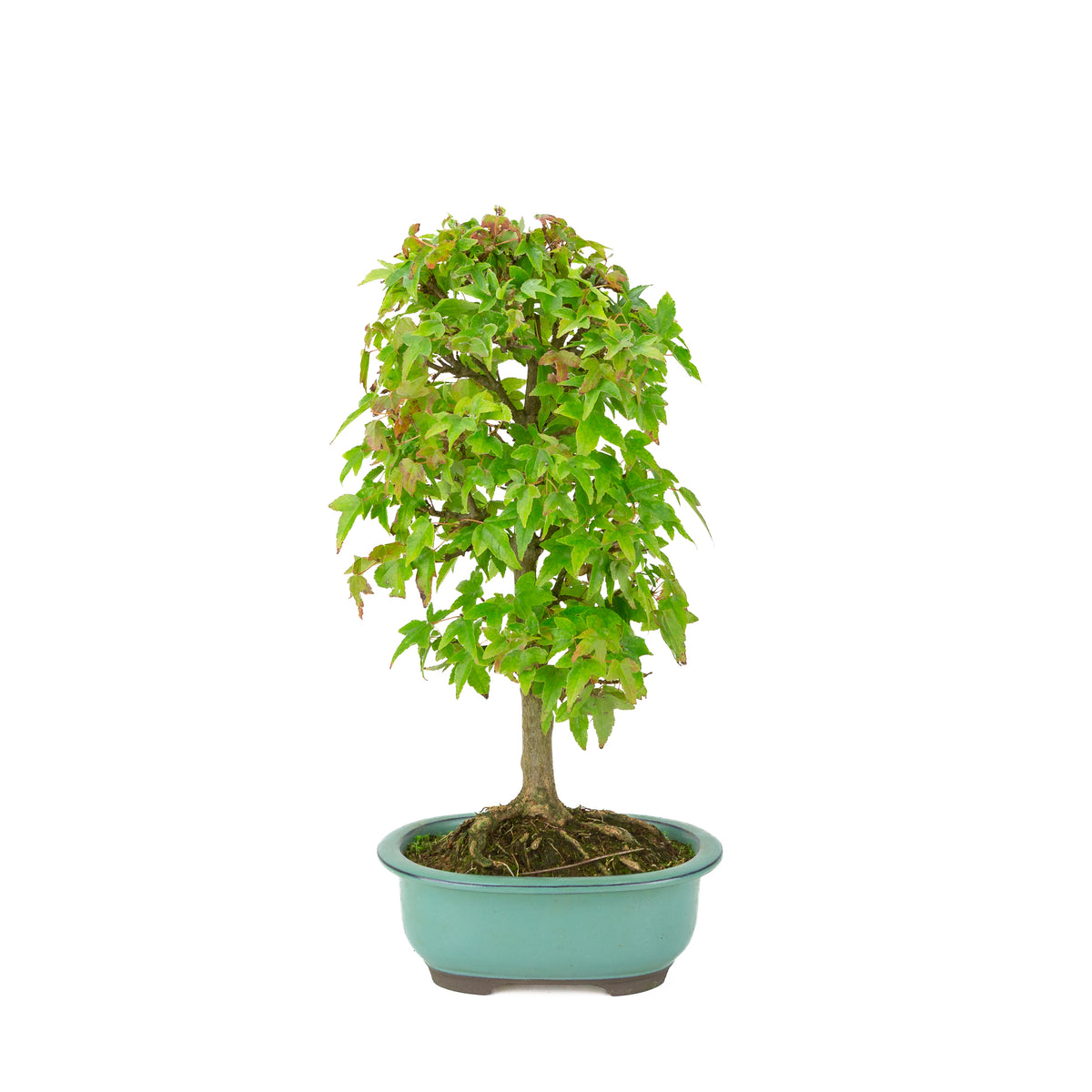 Acer buergerianum (Drietandesdoorn) groene ovale pot, hoogte ~39 cm