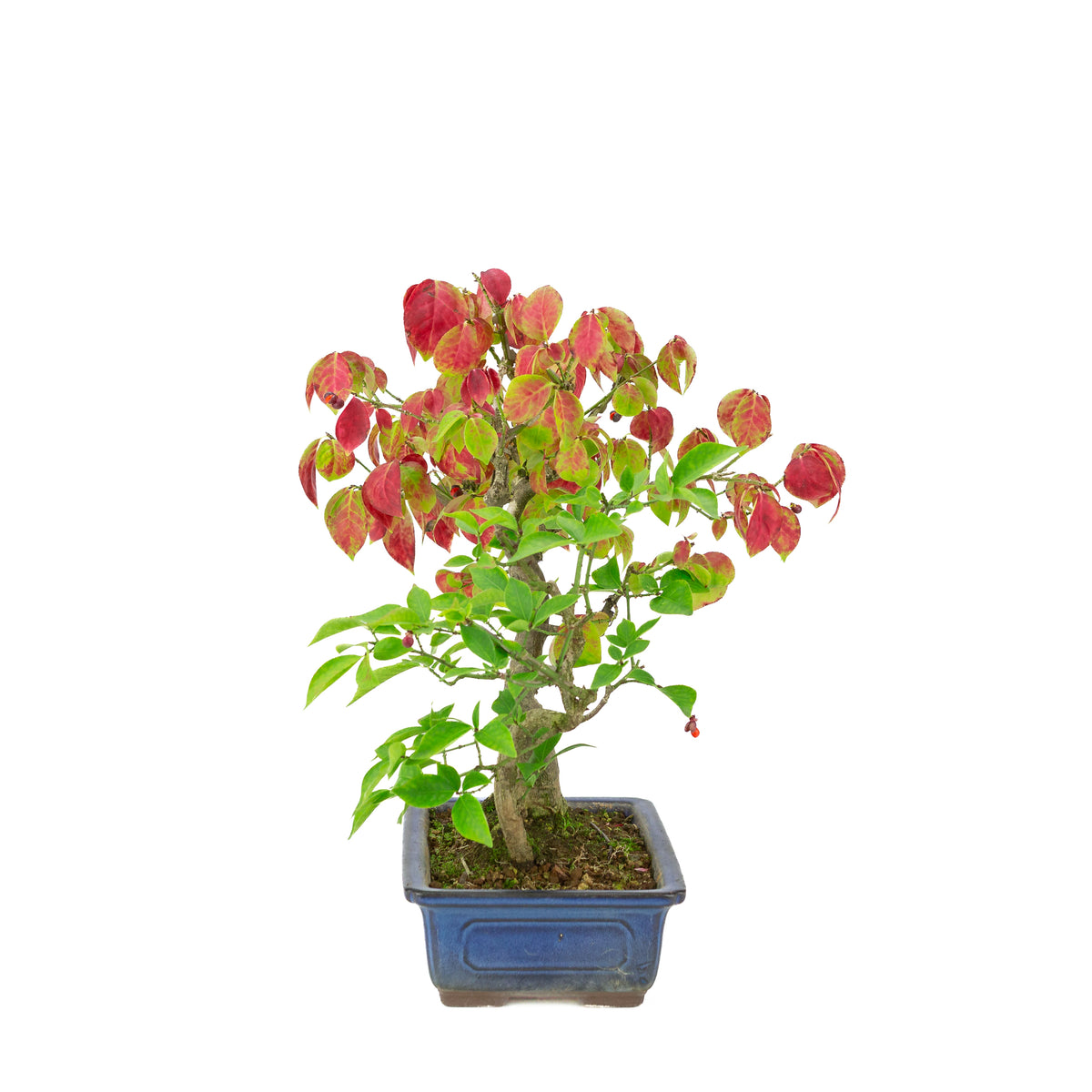 Euonymus alatus (Kardinaalmuts) blauwe rechthoekige pot, hoogte ~35cm