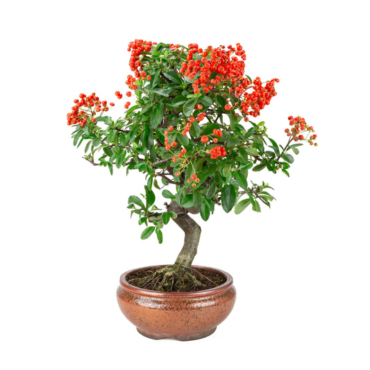 Pyracantha angustifolia (Firethorn) bronze round pot, height ~46cm