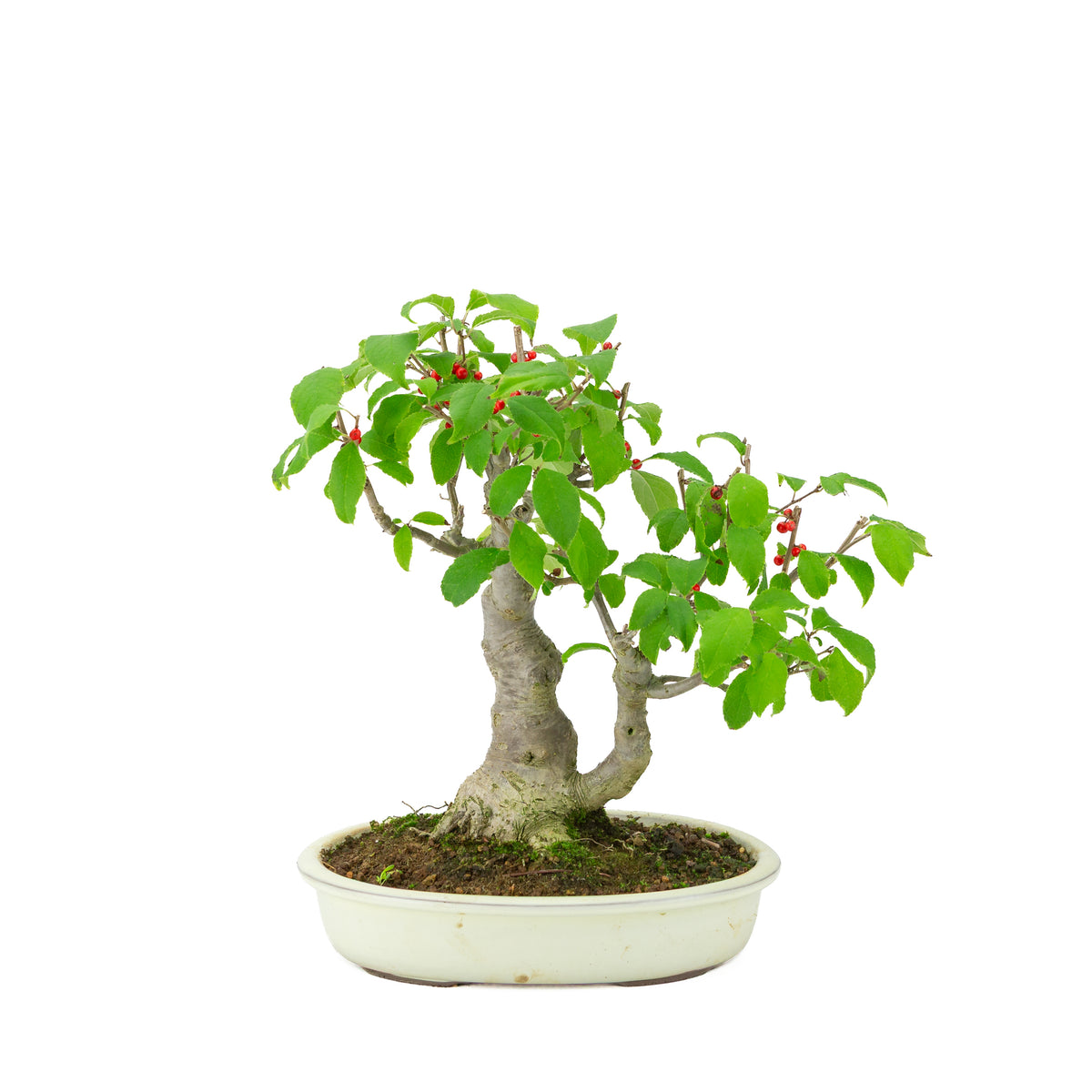 Ilex serrata in crème ovale pot, hoogte ~34cm