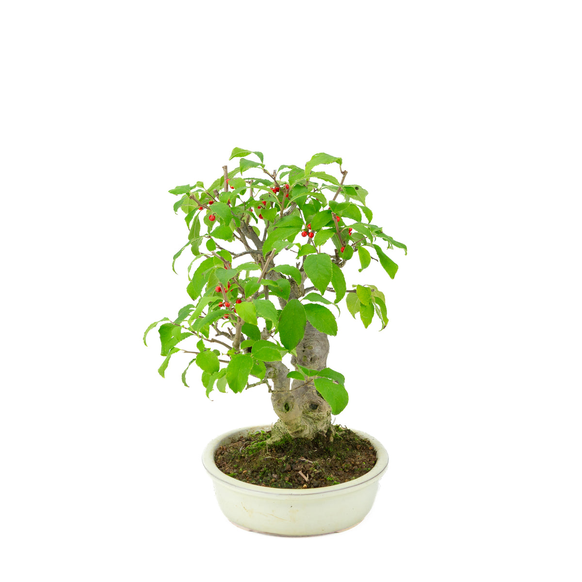 Ilex serrata in crème ovale pot, hoogte ~34cm