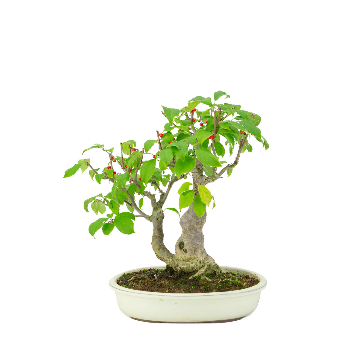 Ilex serrata in crème ovale pot, hoogte ~34cm