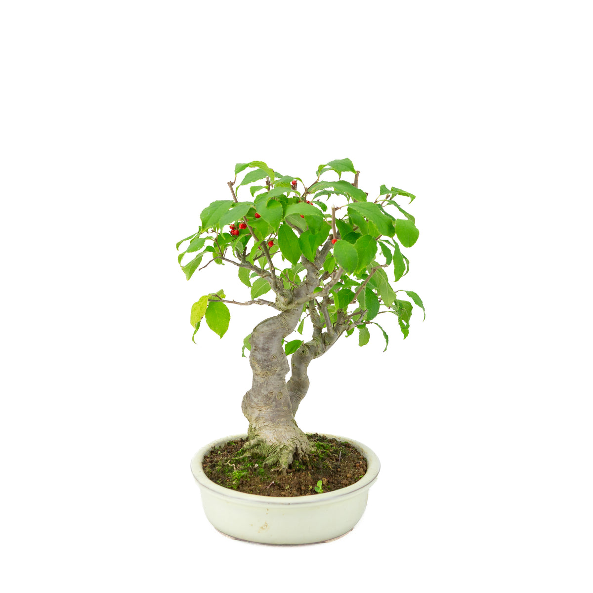 Ilex serrata in crème ovale pot, hoogte ~34cm