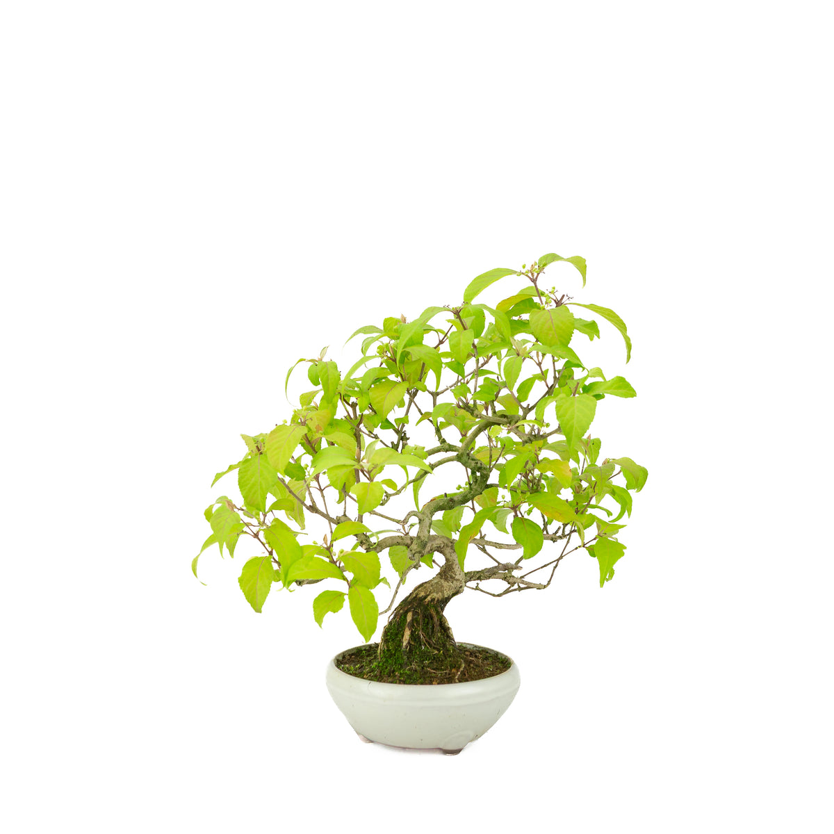 Callicarpa japonica (Japanse schoonvrucht) in crème ronde pot, hoogte ~29 cm