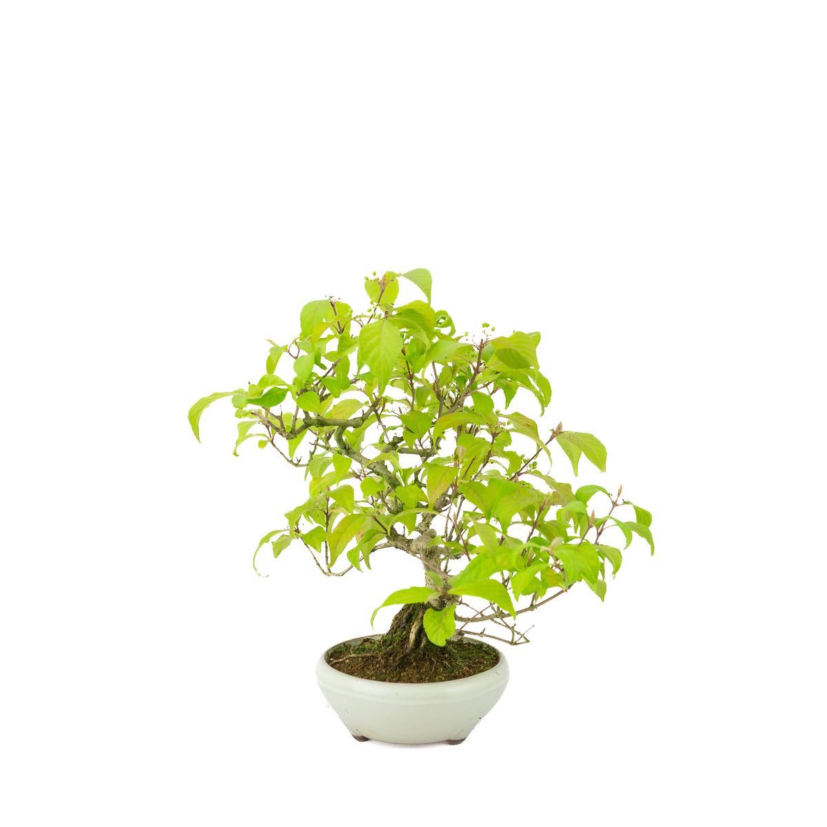 Callicarpa japonica (Japanse schoonvrucht) in crème ronde pot, hoogte ~29 cm