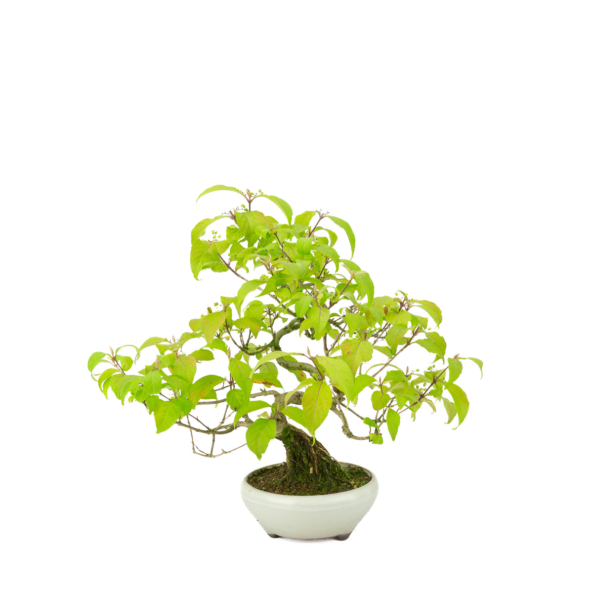 Callicarpa japonica (Japanse schoonvrucht) in crème ronde pot, hoogte ~29 cm
