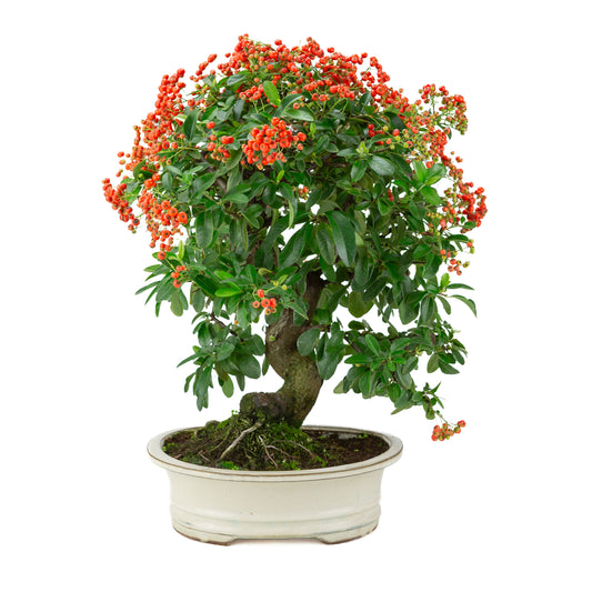 Pyracantha angustifolia (Firethorn) cream oval pot, height ~47cm