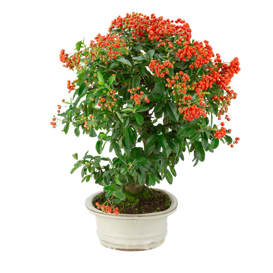 Pyracantha angustifolia (Firethorn) cream oval pot, height ~47cm