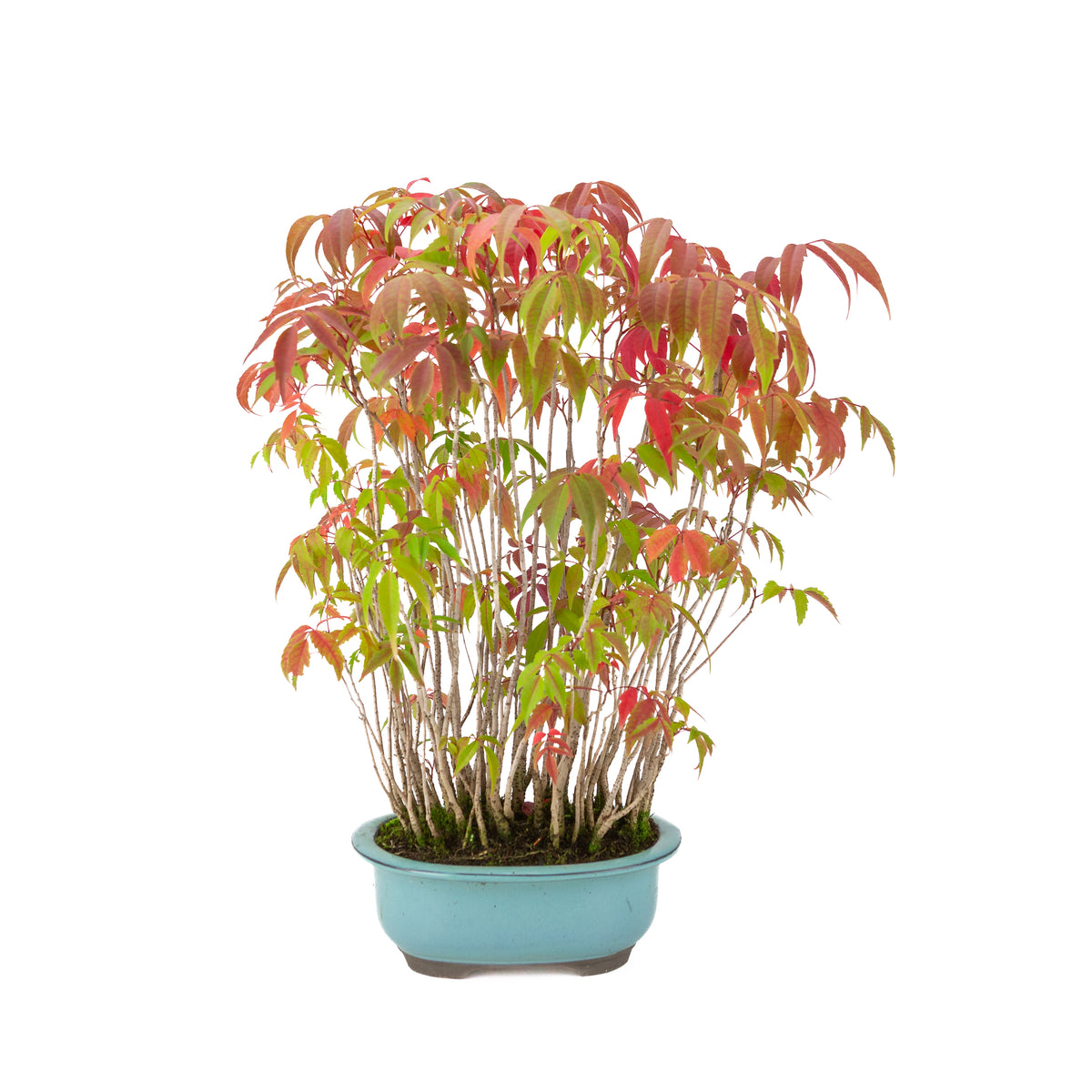 Rhus succedanea (Japanse Hazenokiboom) blauwe ovale pot, hoogte ~37cm