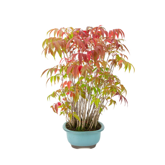 Rhus succedanea (Japanese Hare's-tooth Tree) blue oval pot, height ~37cm