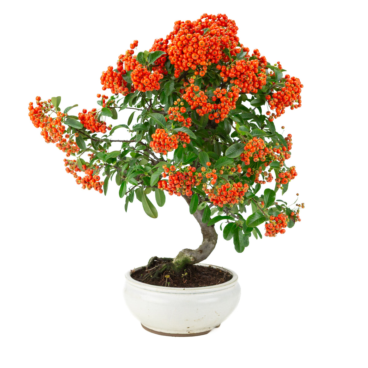 Pyracantha angustifolia (Vuurdoorn) witte ronde pot, hoogte ~47cm
