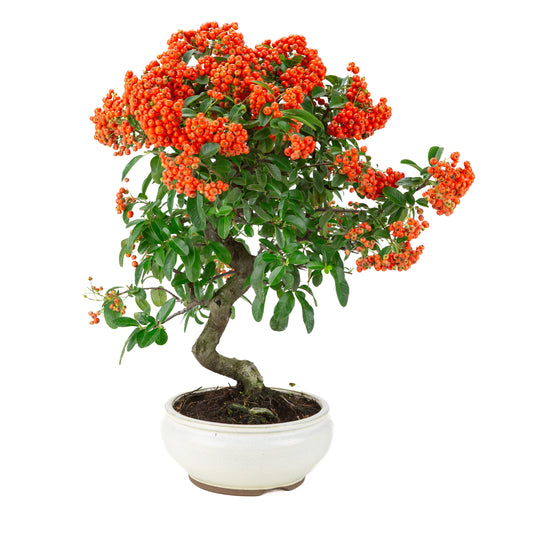 Pyracantha angustifolia (Firethorn) white round pot, height ~47cm