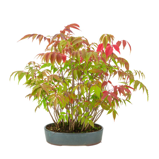 Rhus succedanea (Japanese Hare's-tooth Tree) blue oval pot, height ~39cm