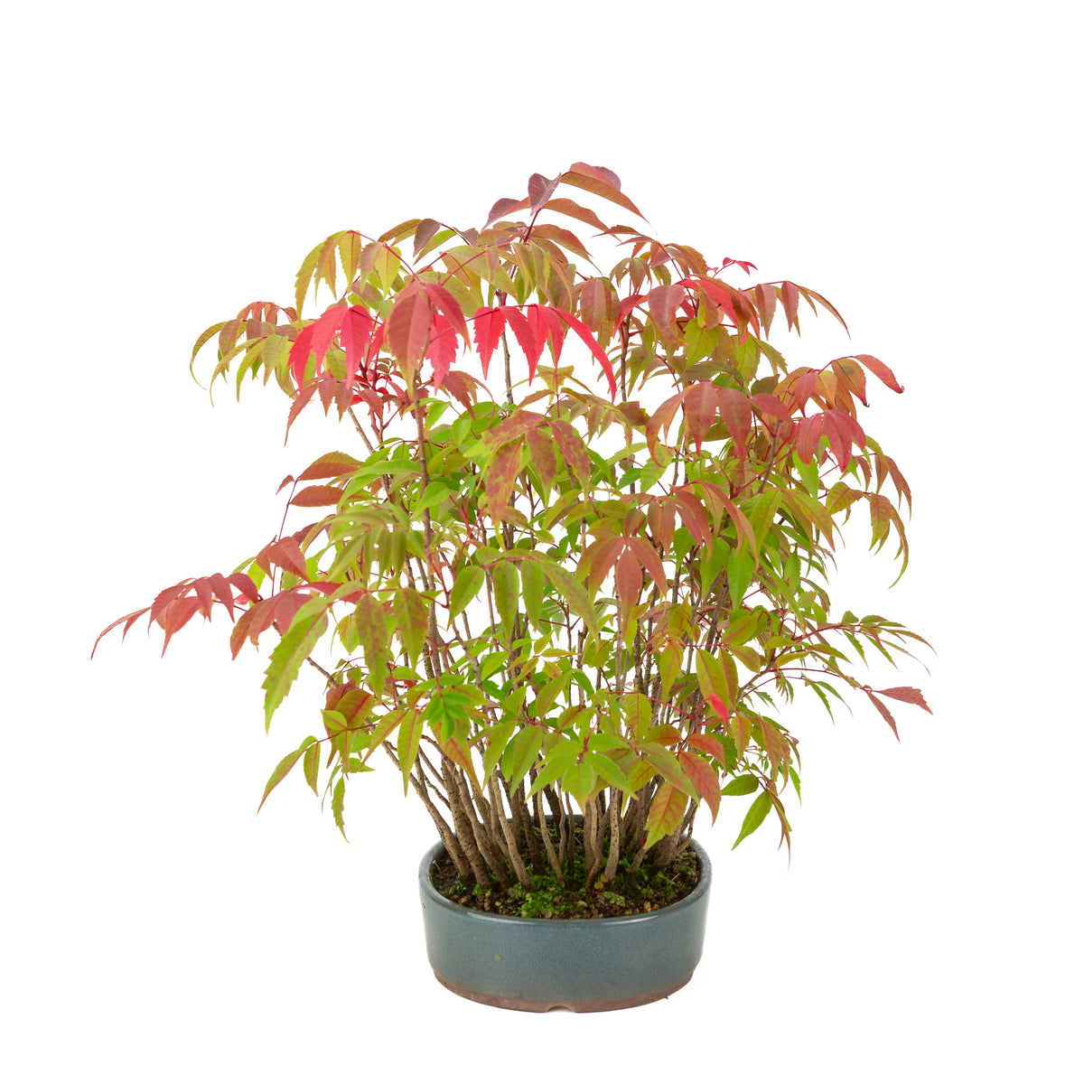 Rhus succedanea (Japanse Hazenokiboom) blauwe ovale pot, hoogte ~39cm