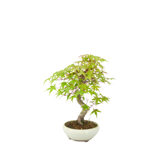 Acer palmatum Deshojo (Japanese maple) cream round pot, height ~30 cm