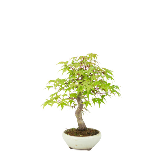 Acer palmatum Deshojo (Japanese maple) cream round pot, height ~30 cm
