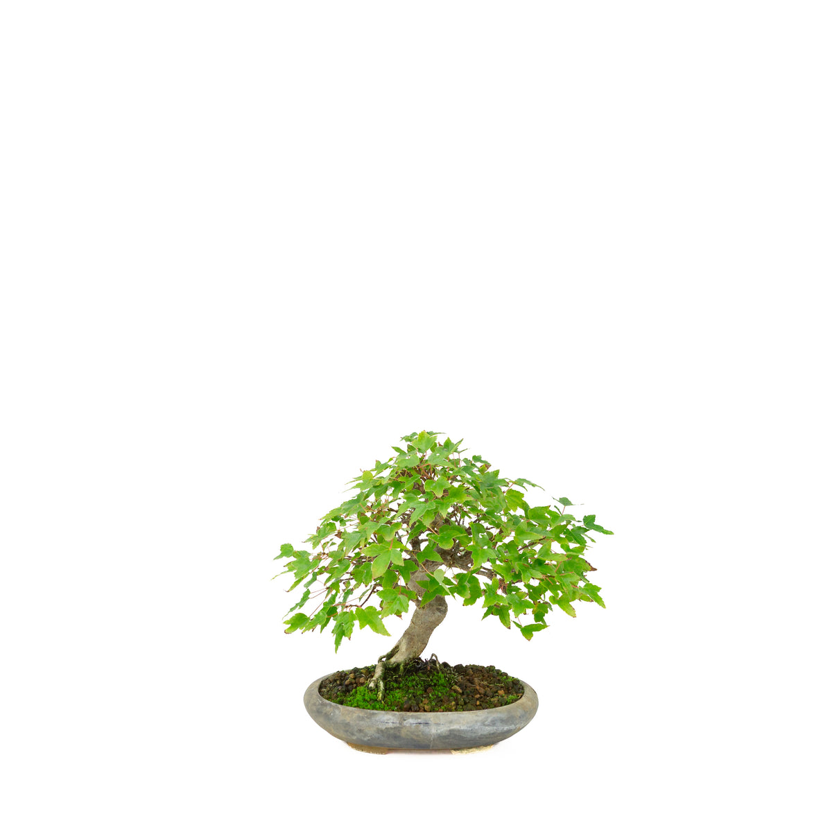 Acer buergerianum (Drietandesdoorn) in blauwe ovale pot, hoogte ~21 cm