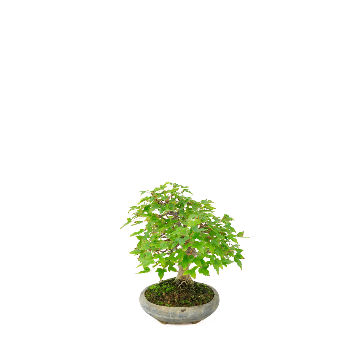Acer buergerianum (Drietandesdoorn) in blauwe ovale pot, hoogte ~21 cm