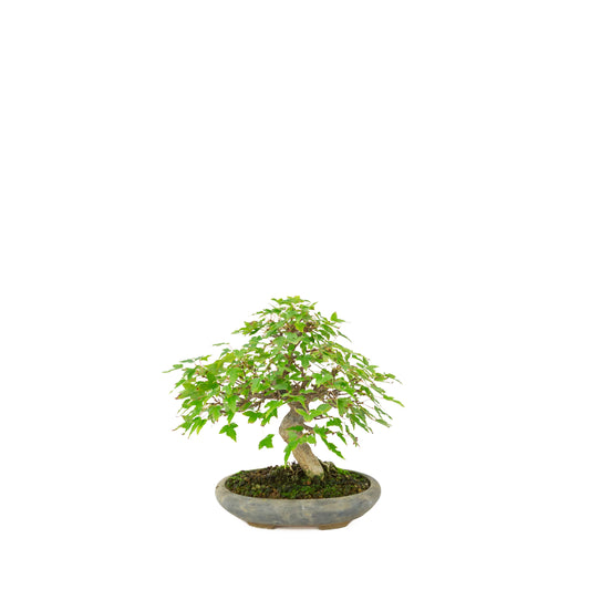Acer buergerianum (Trident maple) in blue oval pot, height ~21 cm