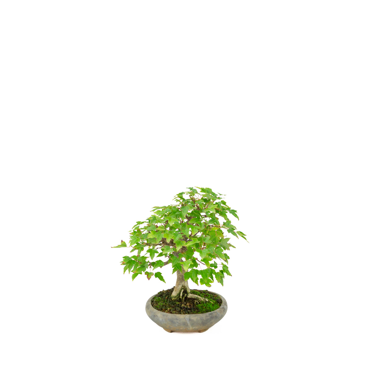 Acer buergerianum (Drietandesdoorn) in blauwe ovale pot, hoogte ~21 cm