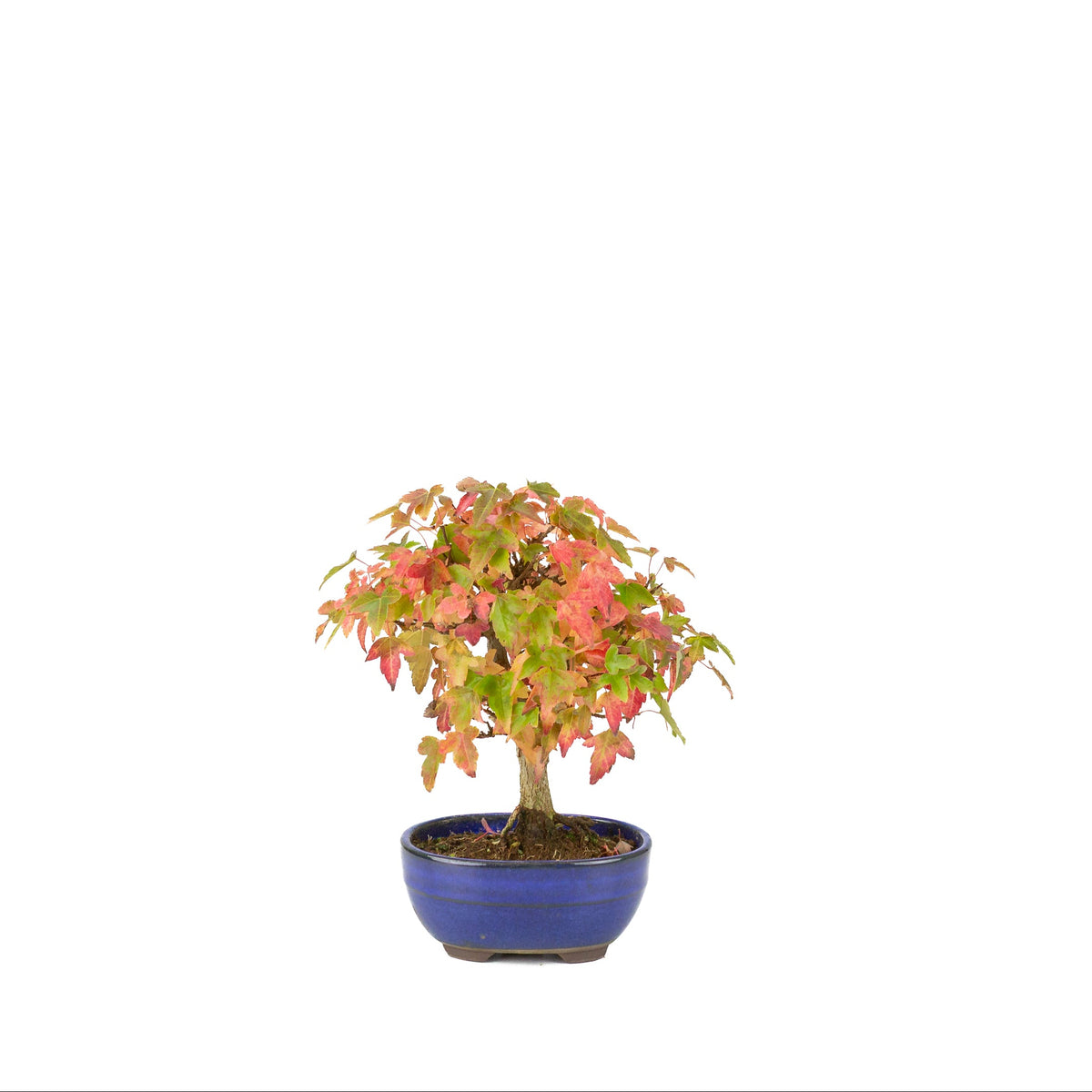 Acer buergerianum (Drietandesdoorn) blauwe ovale pot, hoogte ~21 cm