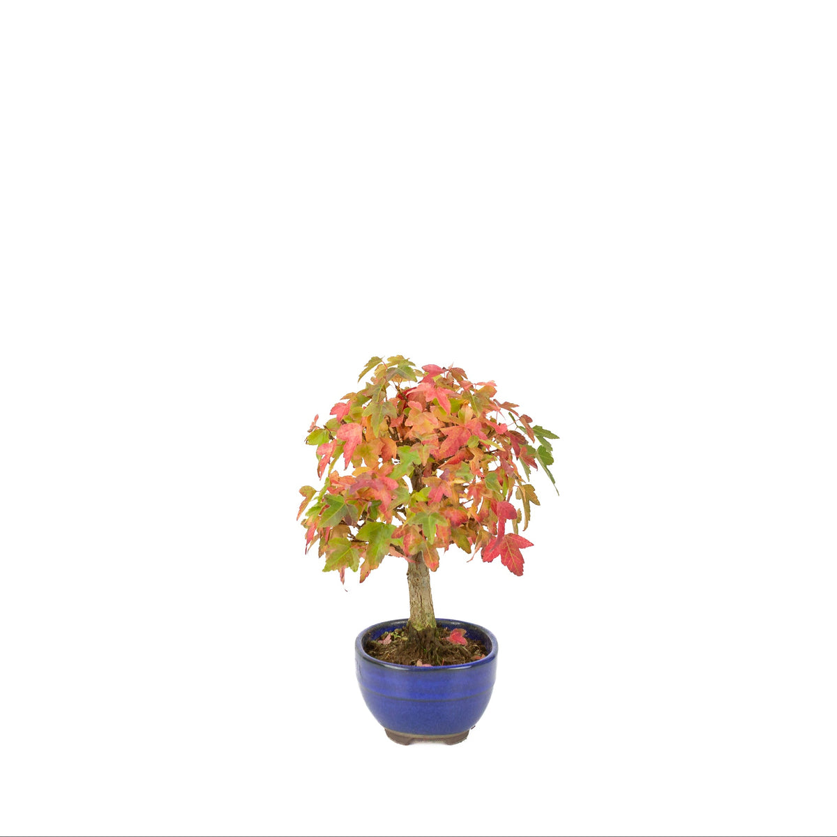 Acer buergerianum (Drietandesdoorn) blauwe ovale pot, hoogte ~21 cm