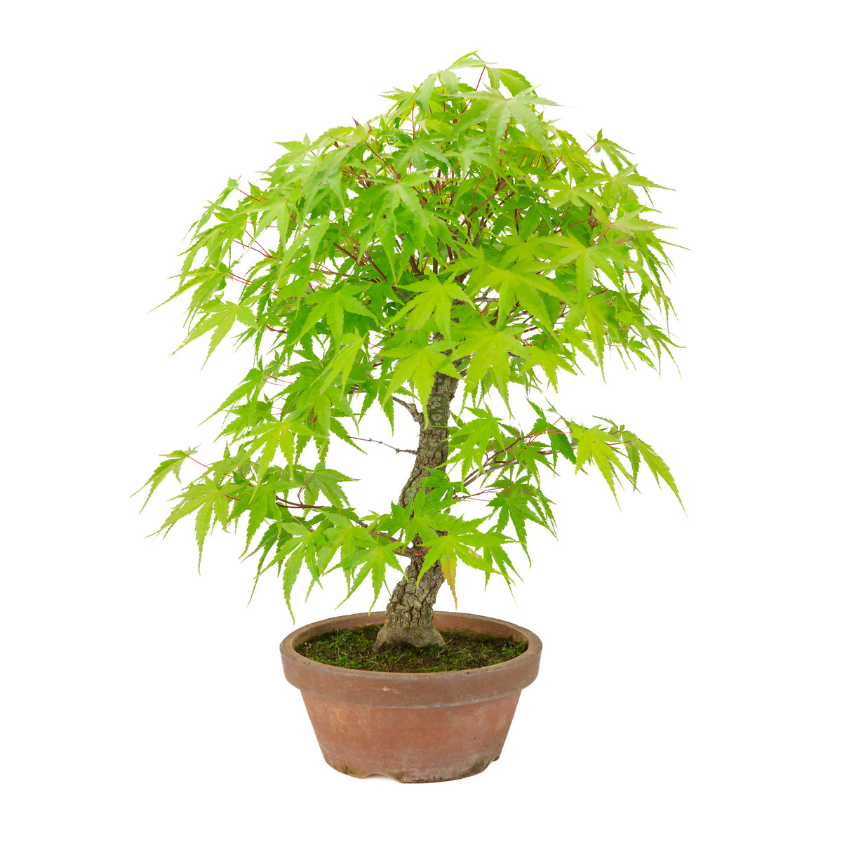 Acer palmatum 'Arakawa' (Japanse esdoorn) terracotta pot, hoogte ~47 cm