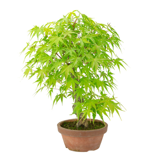 Acer palmatum 'Arakawa' (Japanese maple) terracotta pot, height ~47 cm