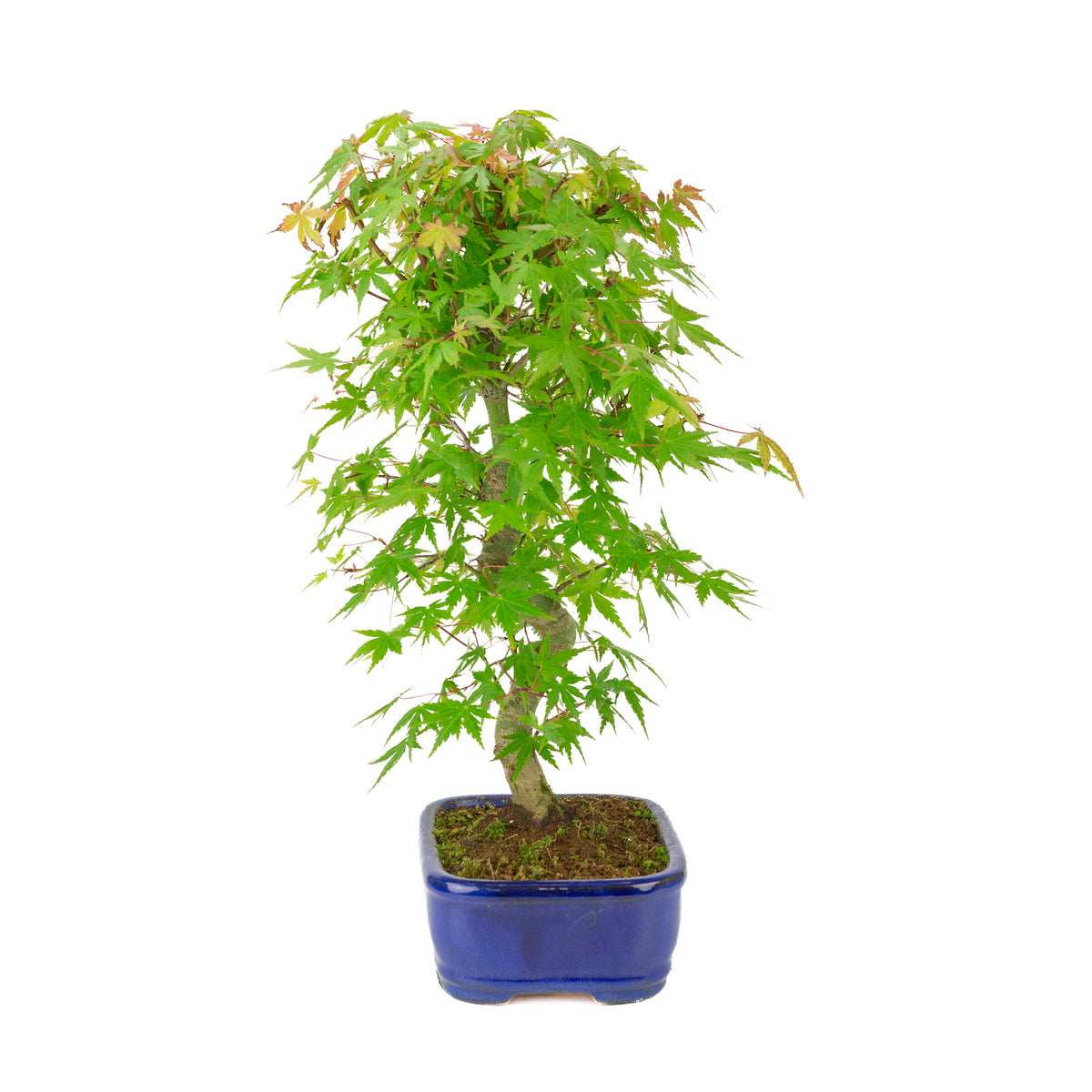 Acer palmatum 'Deshojo' (Japanse esdoorn) blauwe rechthoekige pot , hoogte ~45 cm