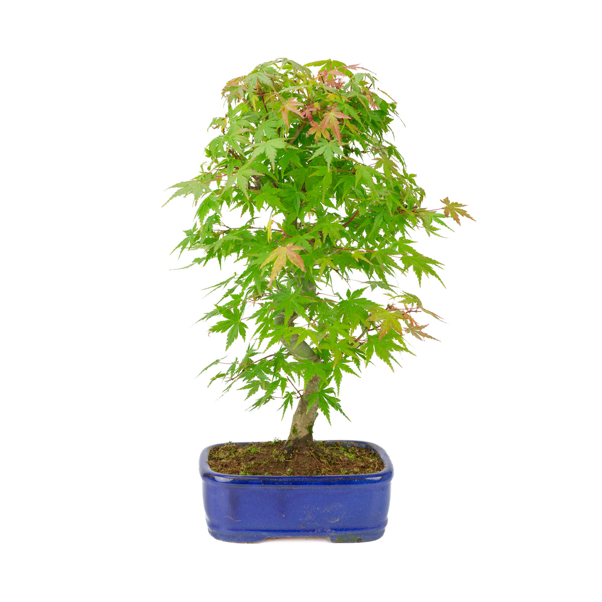 Acer palmatum 'Deshojo' (Japanse esdoorn) blauwe rechthoekige pot , hoogte ~45 cm