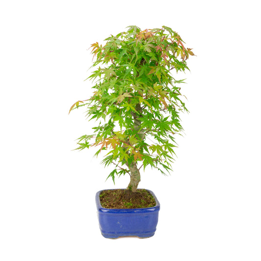 Acer palmatum 'Deshojo' (Japanese maple) blue rectangular pot, height ~45 cm
