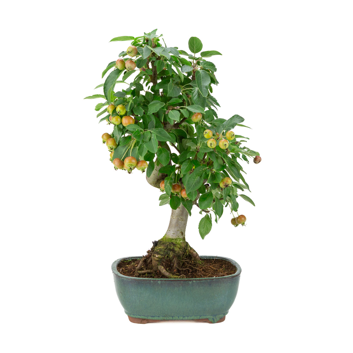 Malus halliana (Appel) in groene rechthoekige pot, hoogte ~46 cm