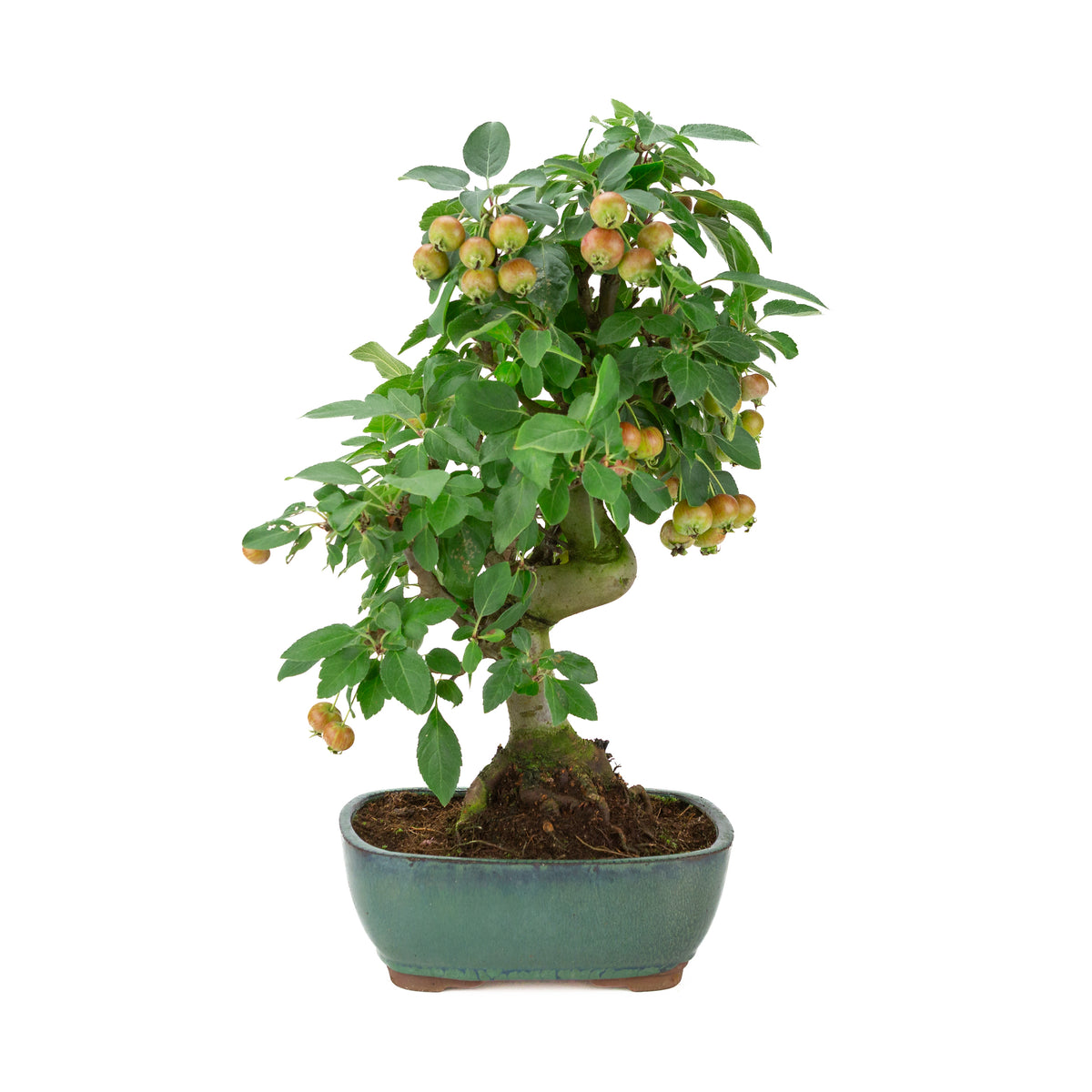 Malus halliana (Appel) in groene rechthoekige pot, hoogte ~46 cm