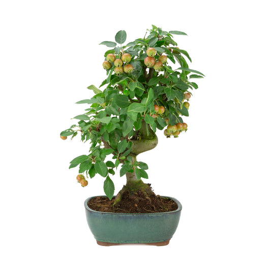 Malus halliana (Apple) in green rectangular pot, height ~46 cm