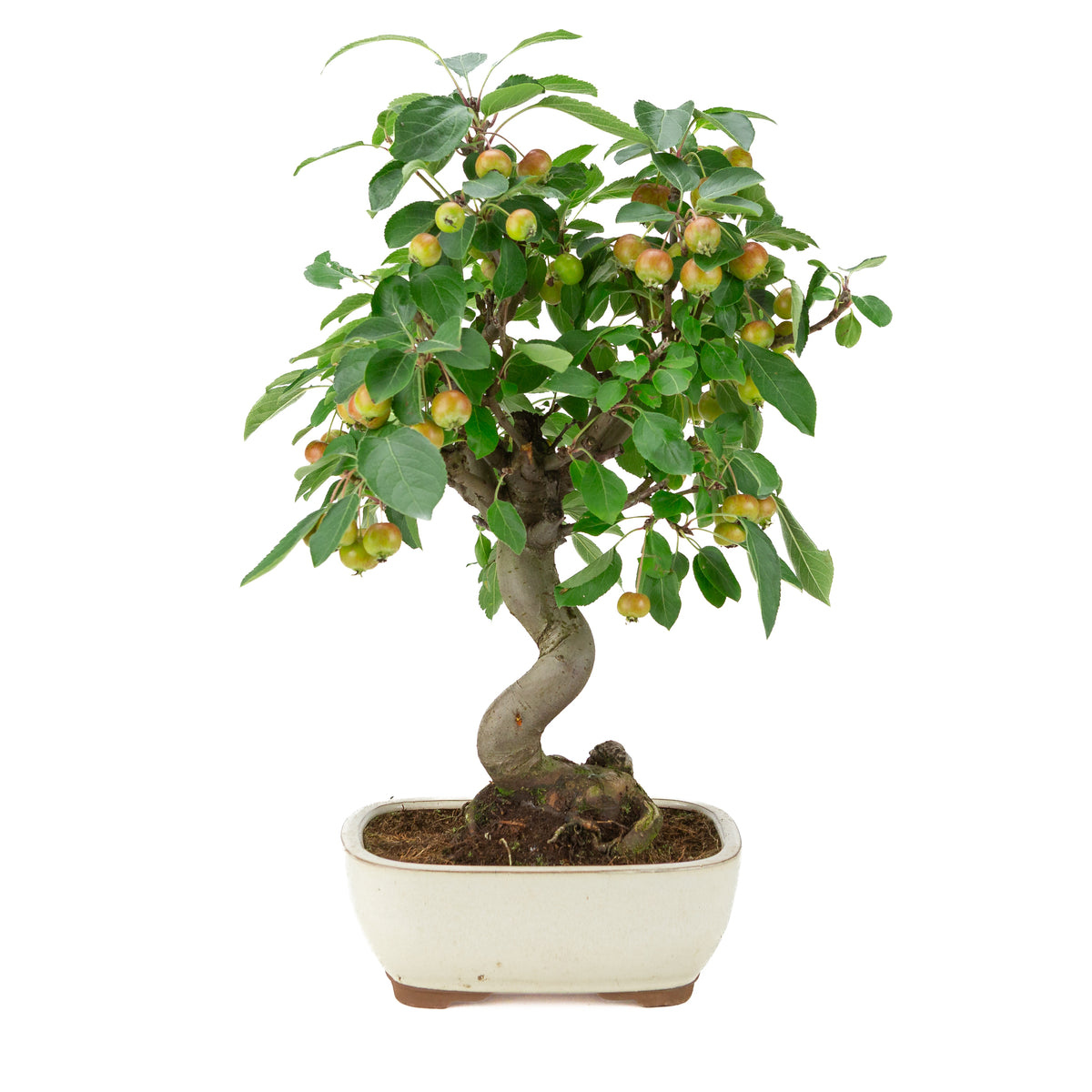 Malus halliana (Appel) in crème rechthoekige pot, hoogte ~48 cm