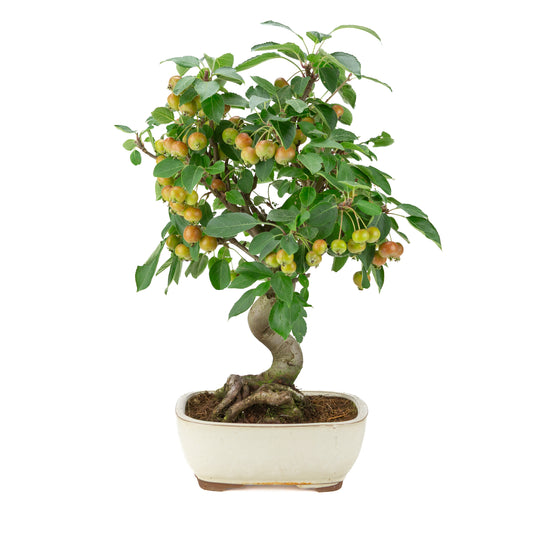 Malus halliana (Apple) in cream rectangular pot, height ~48 cm