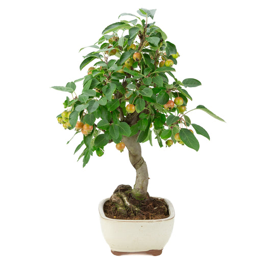 Malus halliana (Apple) in cream rectangular pot, height ~48 cm
