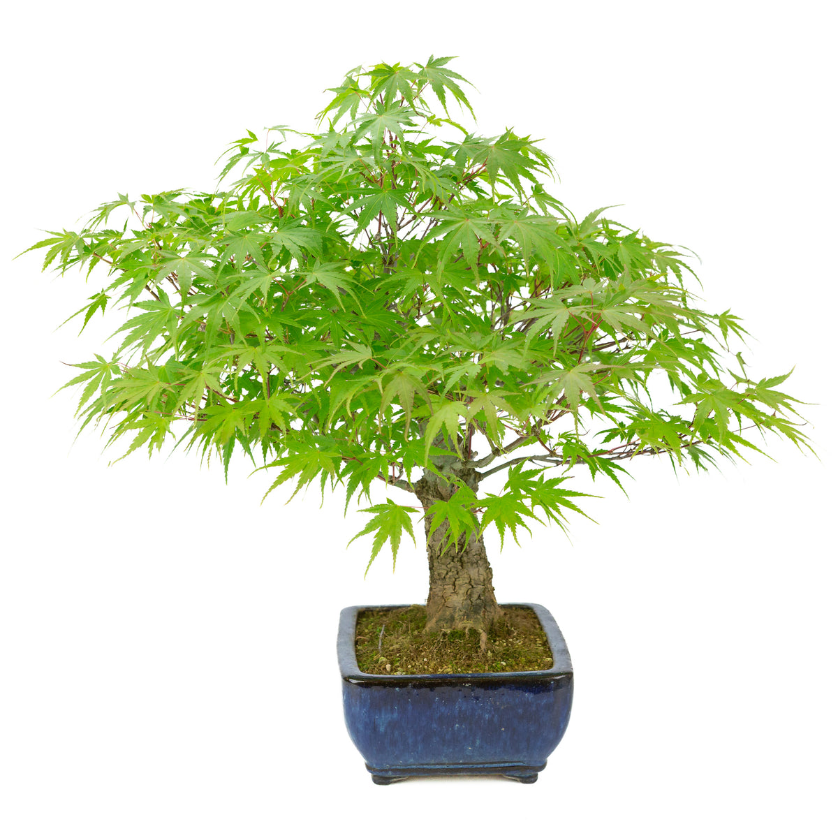 Acer palmatum 'Arakawa' (Japanse esdoorn) blauwe rechthoekige pot, hoogte ~46 cm