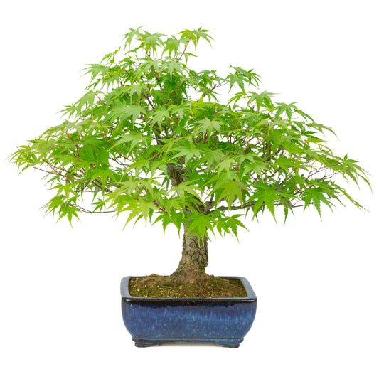 Acer palmatum 'Arakawa' (Japanese maple) blue rectangular pot, height ~46 cm