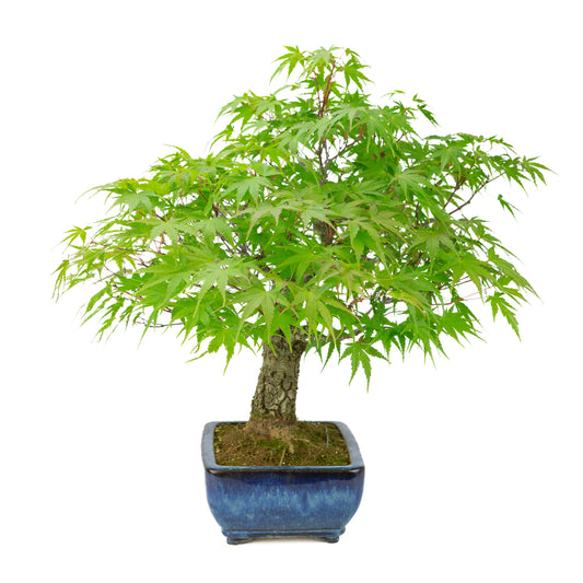 Acer palmatum 'Arakawa' (Japanese maple) blue rectangular pot, height ~46 cm