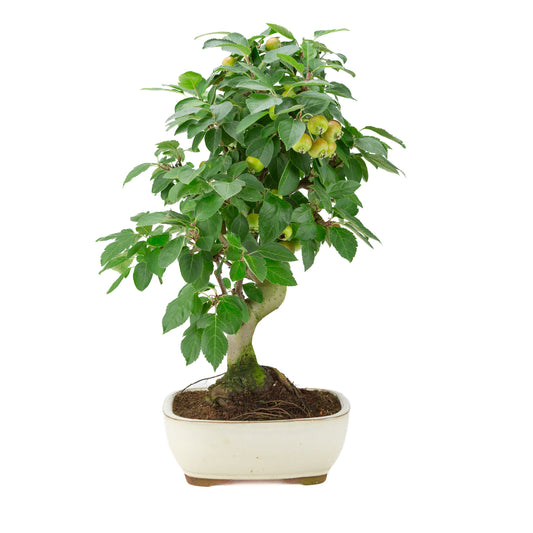 Malus halliana (Apple) in cream rectangular pot, height ~50 cm