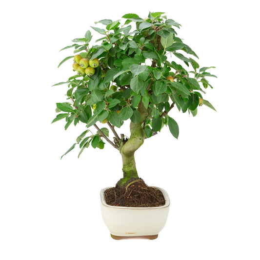 Malus halliana (Apple) in cream rectangular pot, height ~50 cm