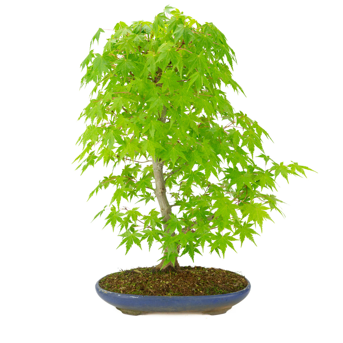 Acer palmatum (Japanse esdoorn) blauwe ovale pot , hoogte ~50 cm